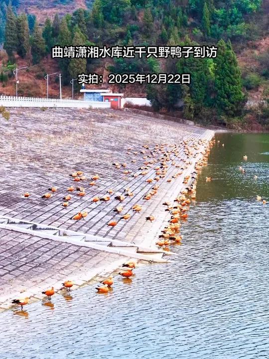 曲靖潇湘水库大碌碑来了上千只野鸭子，多是北方迁徙候鸟，主要来自西伯利亚、蒙古高原及我国东北