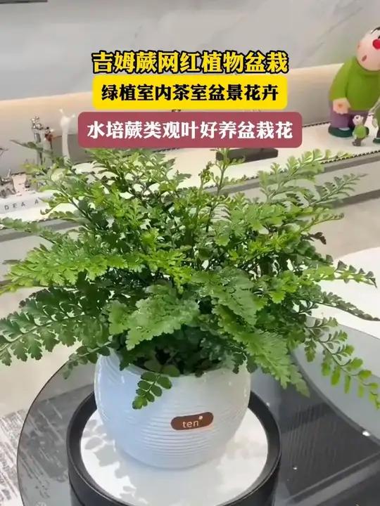 网红植物盆栽
