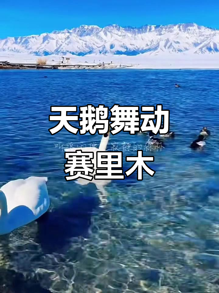 赛里木湖天鹅戏水,美景尽收眼底