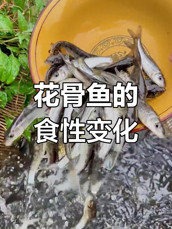 花骨鱼摄食习性大揭秘:从浮游生物到肉食性转变