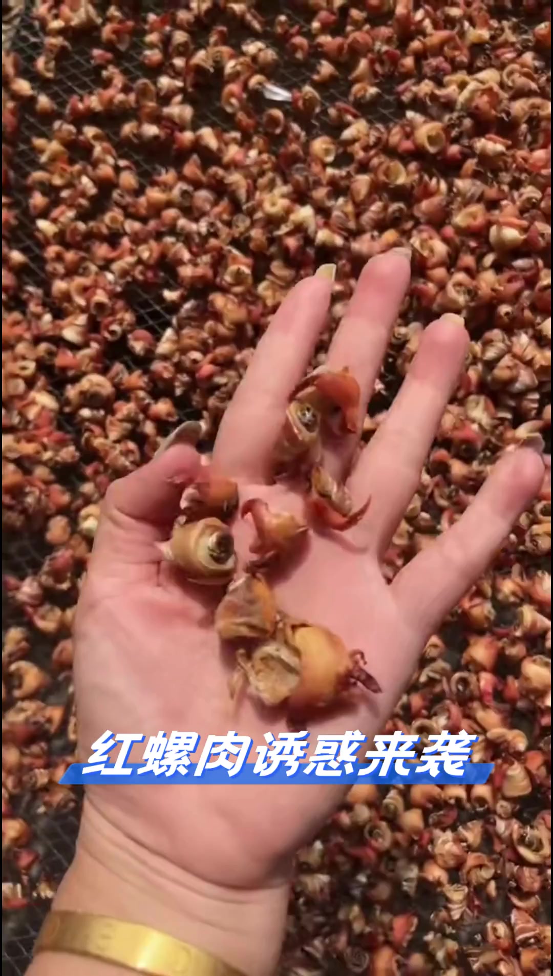 红螺肉诱惑来袭