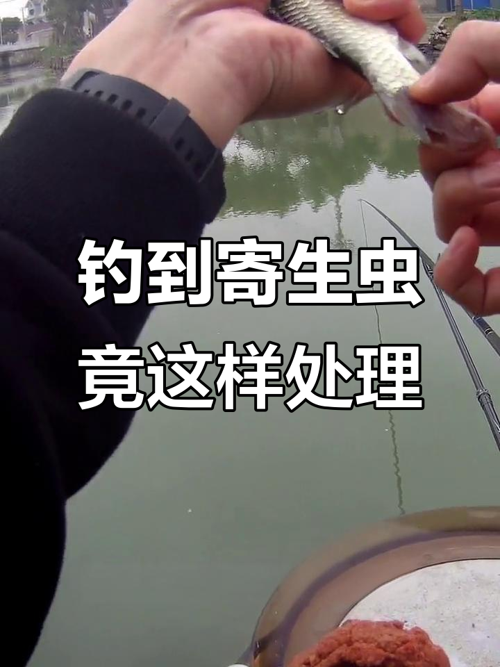 钓鱼时发现鲫鱼尾巴有寄生虫,竟然用打火机烤焦了它!