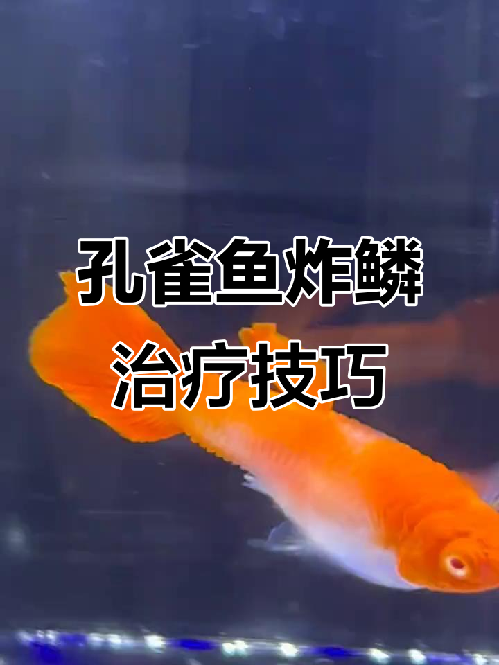 孔雀鱼炸鳞能治好吗?三天治愈法分享