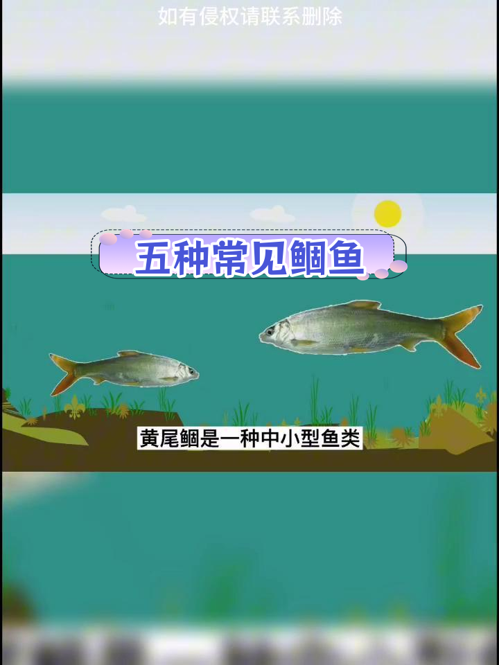 鲴鱼五种品种解析,轻松垂钓技巧