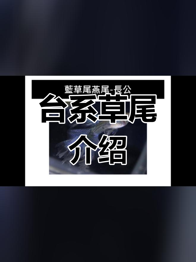 草尾类孔雀鱼品种解析