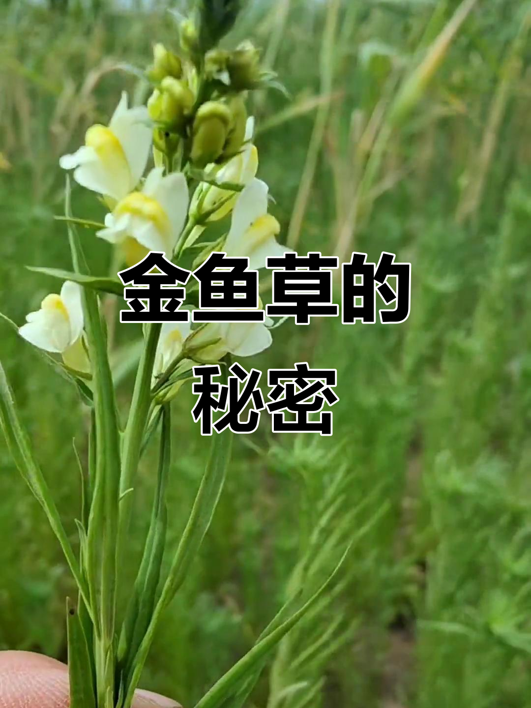 柳穿鱼,形似金鱼的花朵,多种品种分布在我国