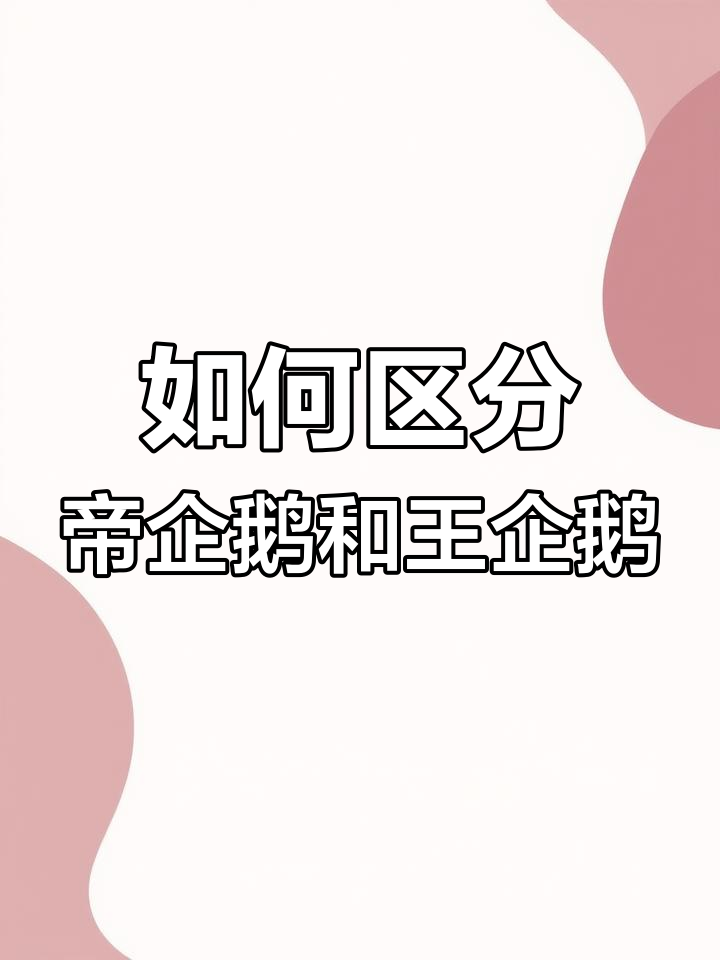 帝企鹅与王企鹅的区别揭秘