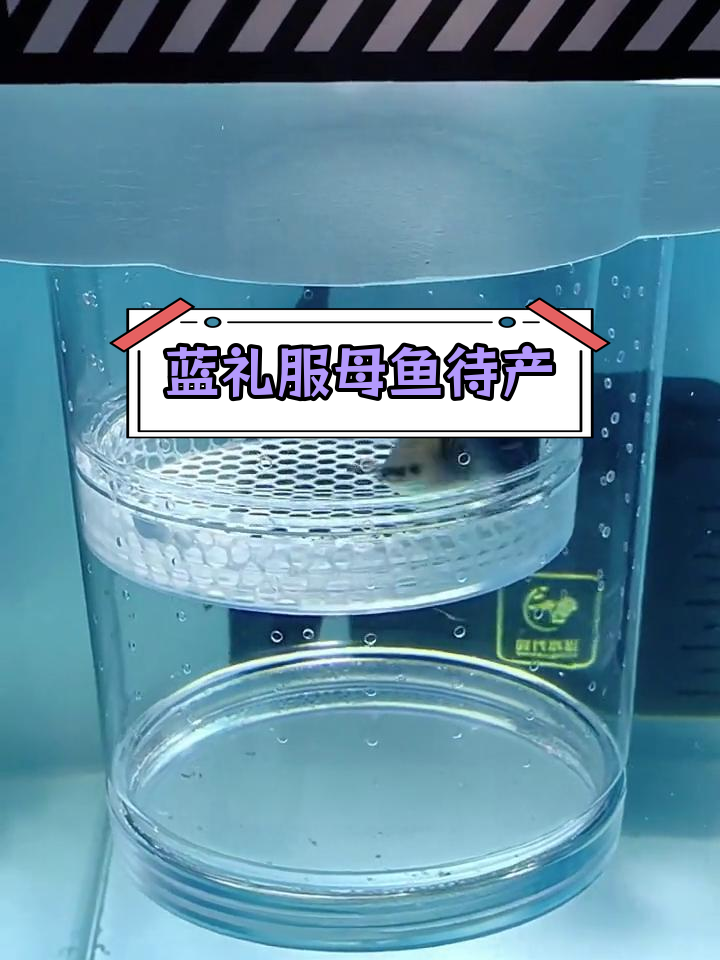 蓝礼服孔雀鱼即将再次生产,隔离待产中