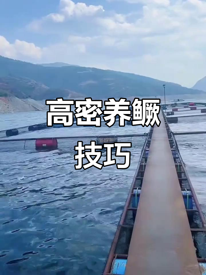桂鱼养殖技术揭秘:高密度养殖与饲料选择
