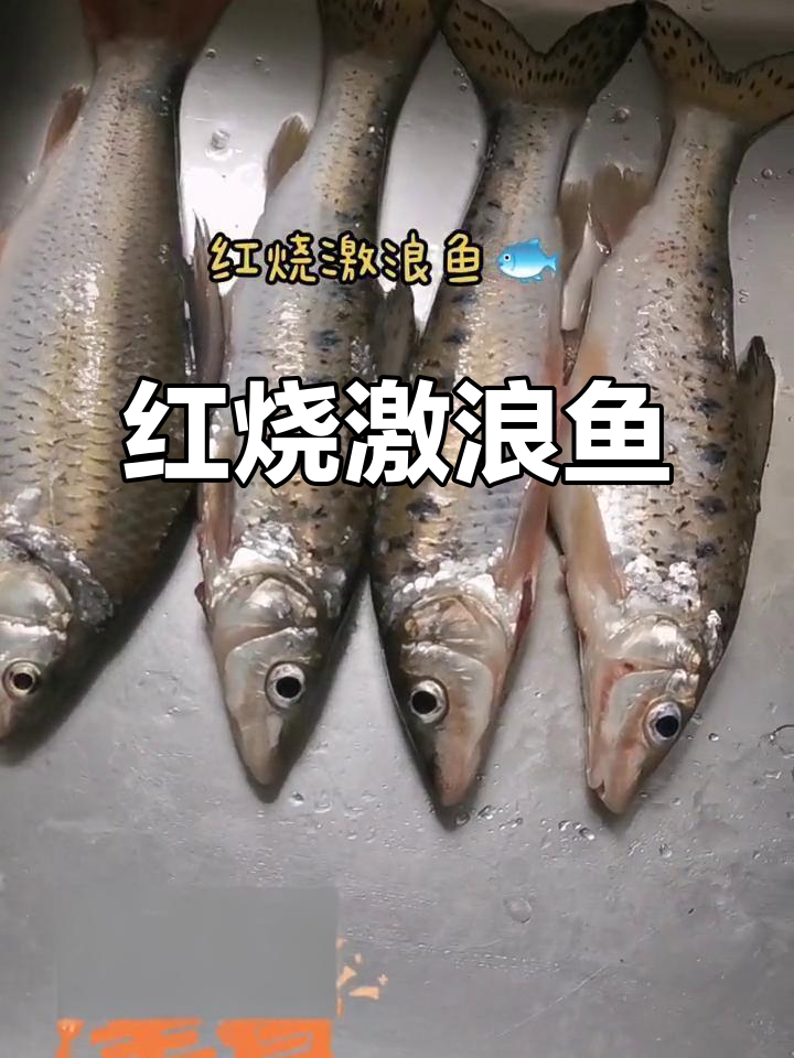 苏州农村风味红烧激浪鱼，周末渔快大揭秘