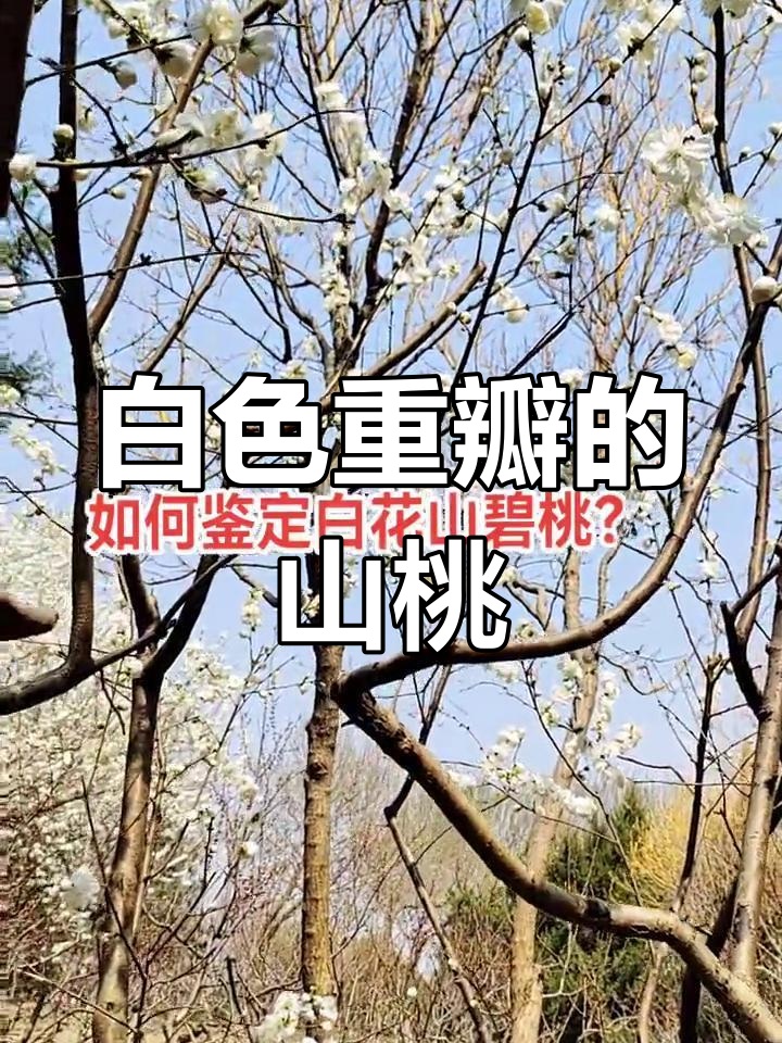 白花山碧桃:山桃与桃花的杂交之美,花朵洁白重瓣