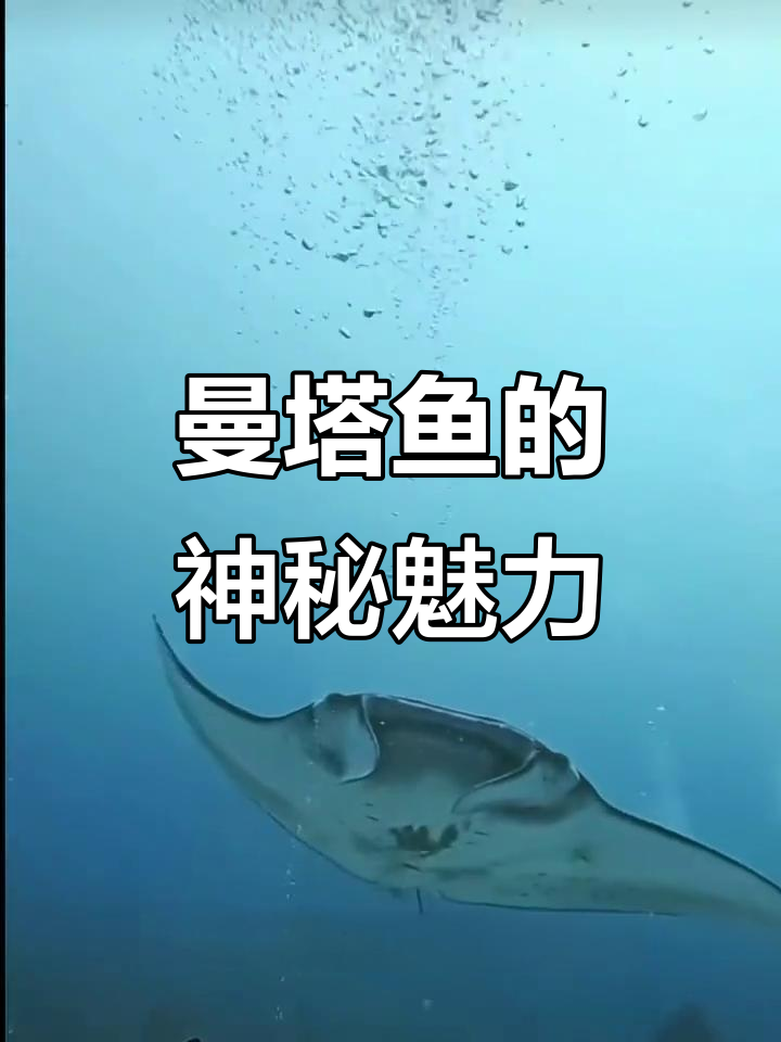 魔鬼鱼：温顺滤食者，优雅飞翔的海洋精灵