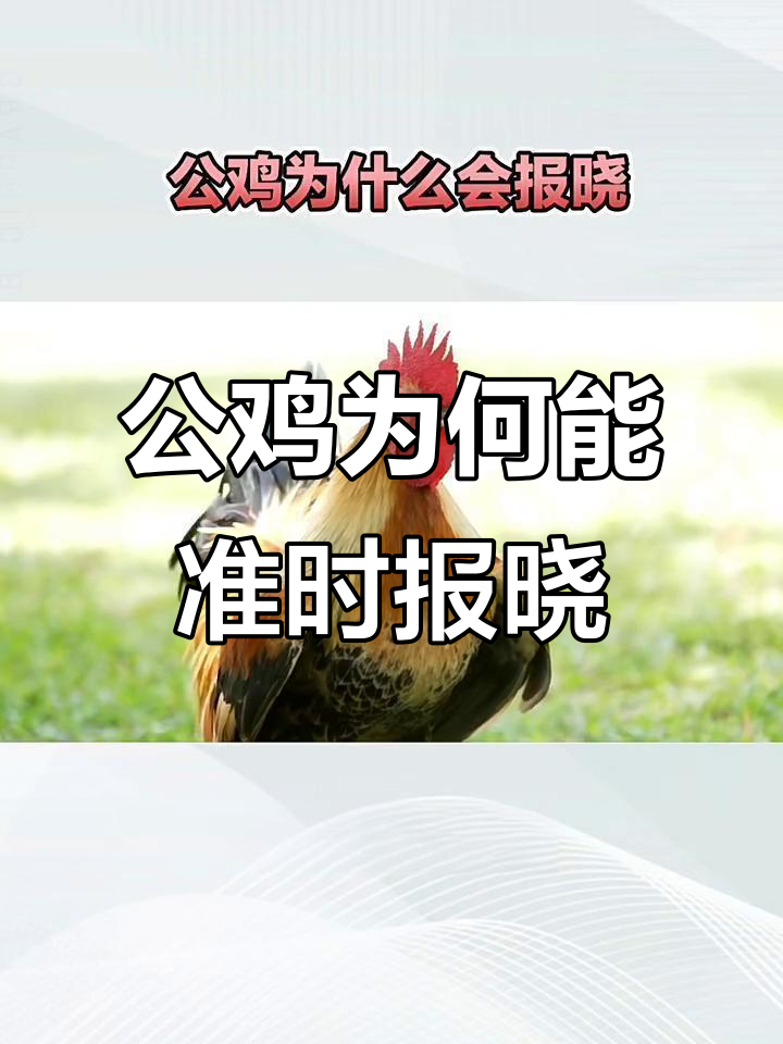 公鸡如何感知黎明并准时报晓？揭秘背后的科学原理