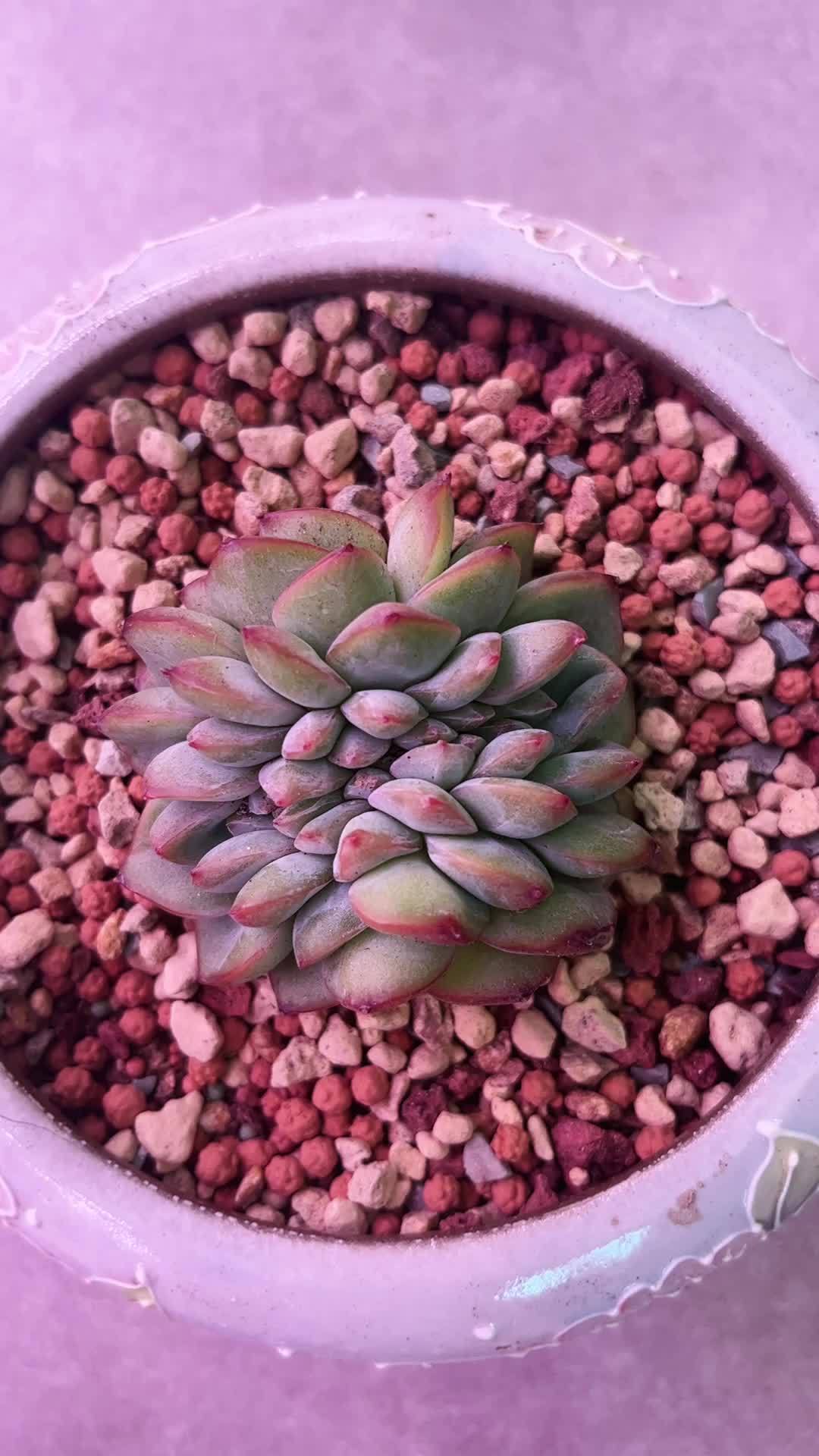 多肉植物 肉肉的世界 泡芙缀