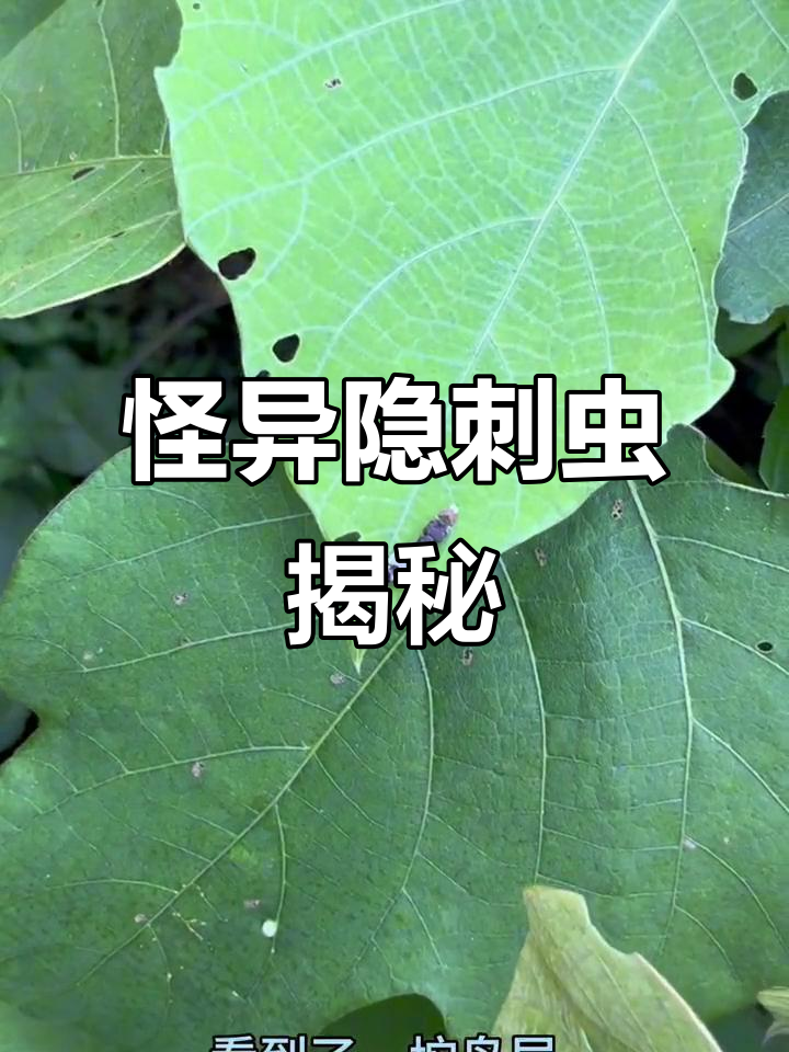 隐翅虫：看似鸟屎，实则食肉昆虫的惊悚真相