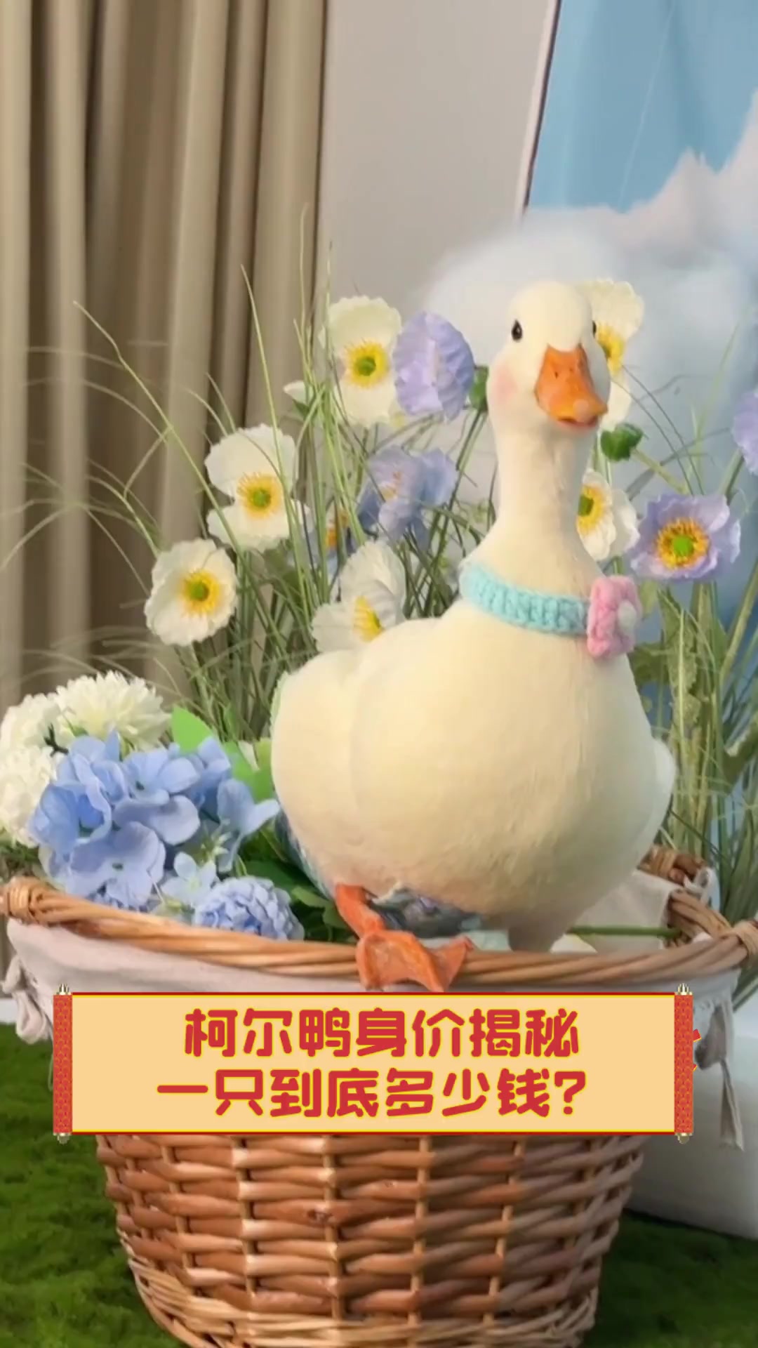 柯尔鸭身价揭秘,一只到底多少钱?