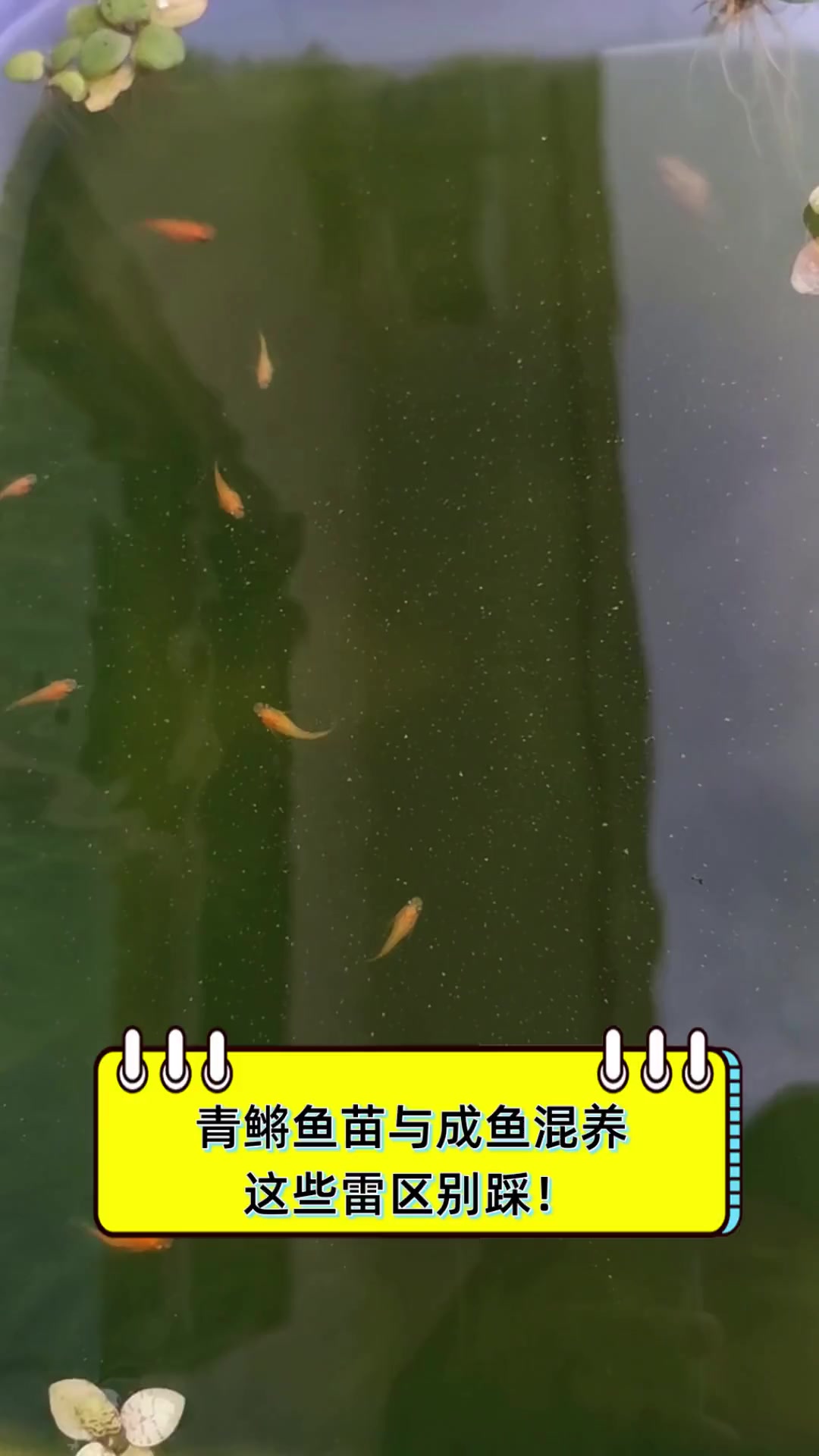 青鳉鱼苗与成鱼混养,这些雷区别踩!