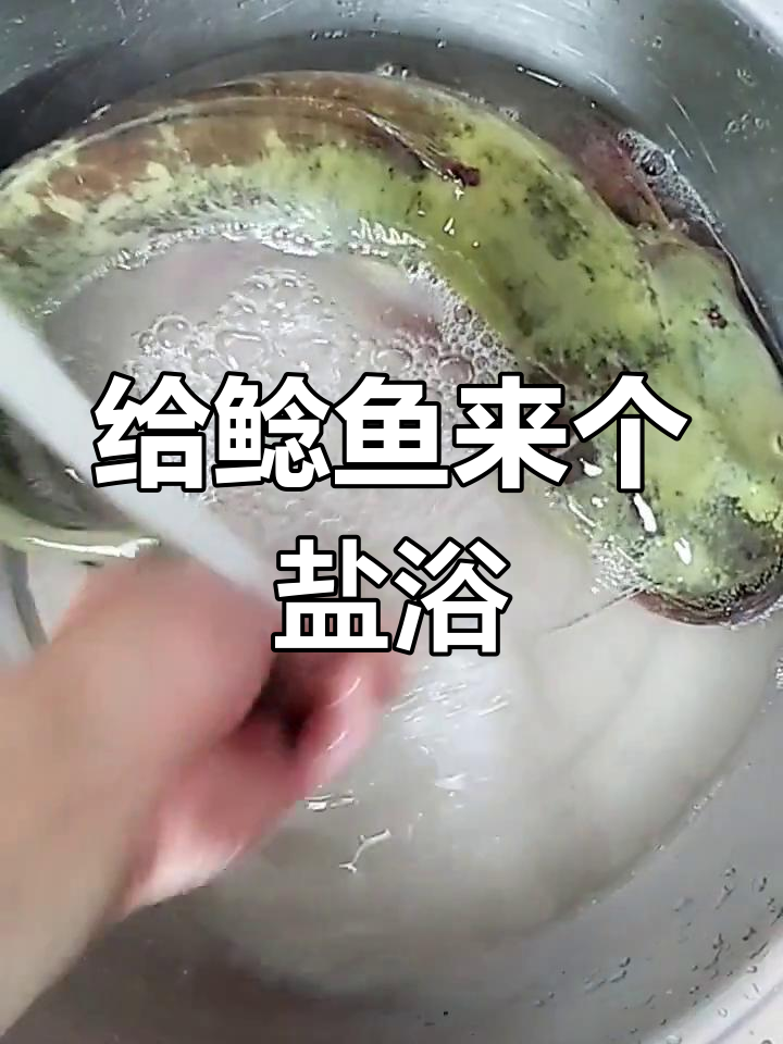 盐浴按摩鲶鱼,轻松去粘液