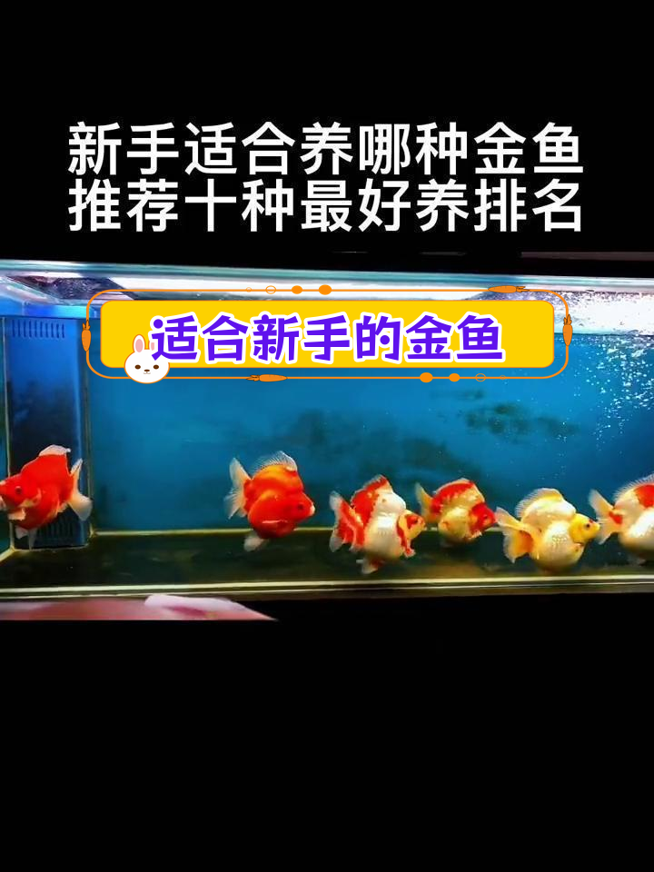 新手养金鱼推荐:十大最易养的品种