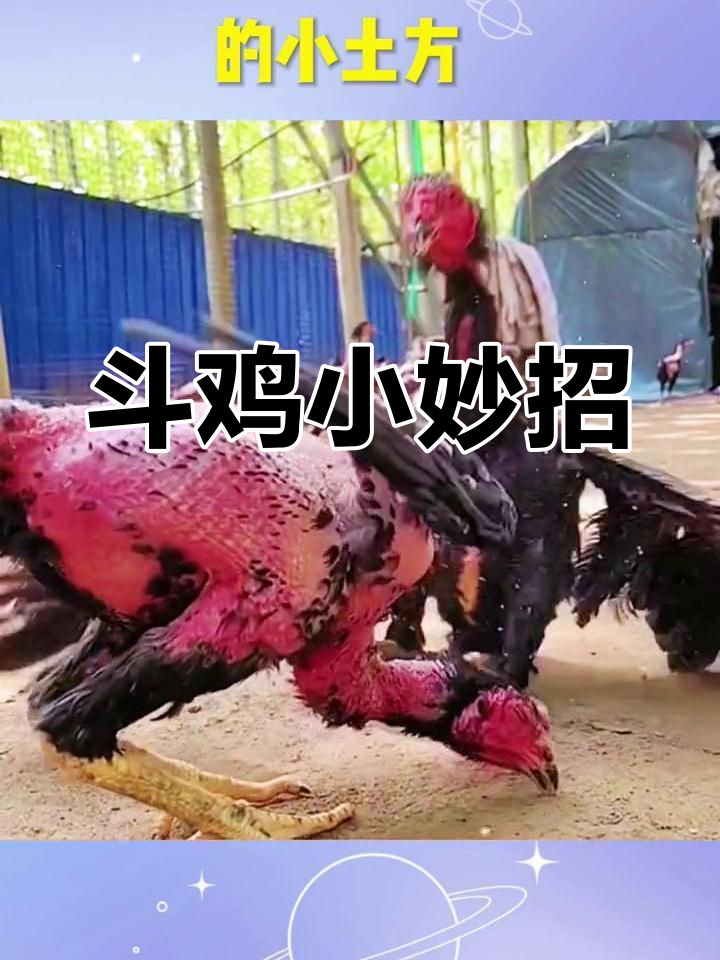 古人的斗鸡秘方,让你的鸡勇猛无敌
