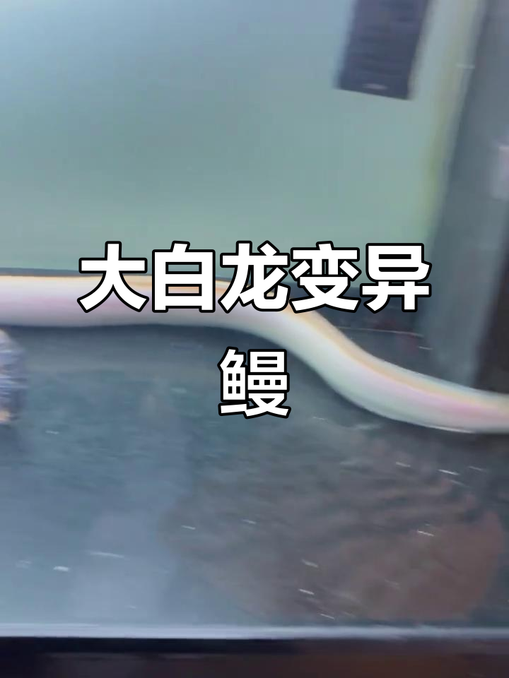 80公分大白龙鳗鱼，全身雪白如玉