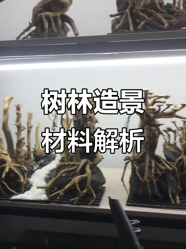 鱼缸造景材料揭秘:杜鹃根与火山石的完美搭配