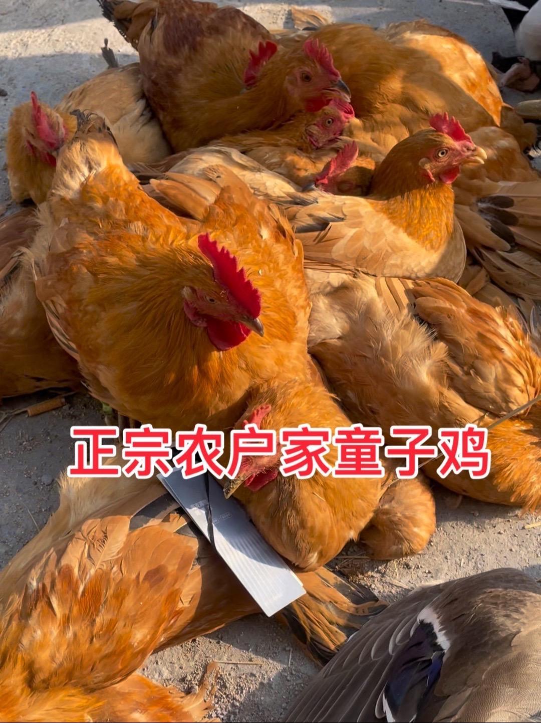 正宗农户家小公鸡童子鸡没有打鸣鸡 童子鸡 小公鸡 苏北盐城