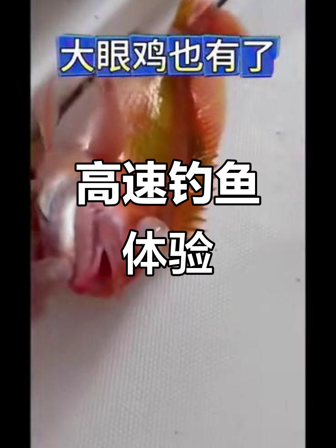 首次尝试高速钓鱼,3D探鱼器助力,8小时尽享垂钓乐趣