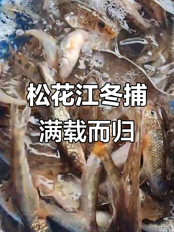 松花江冬捕大丰收，鱼网满满全是美味丁鱼