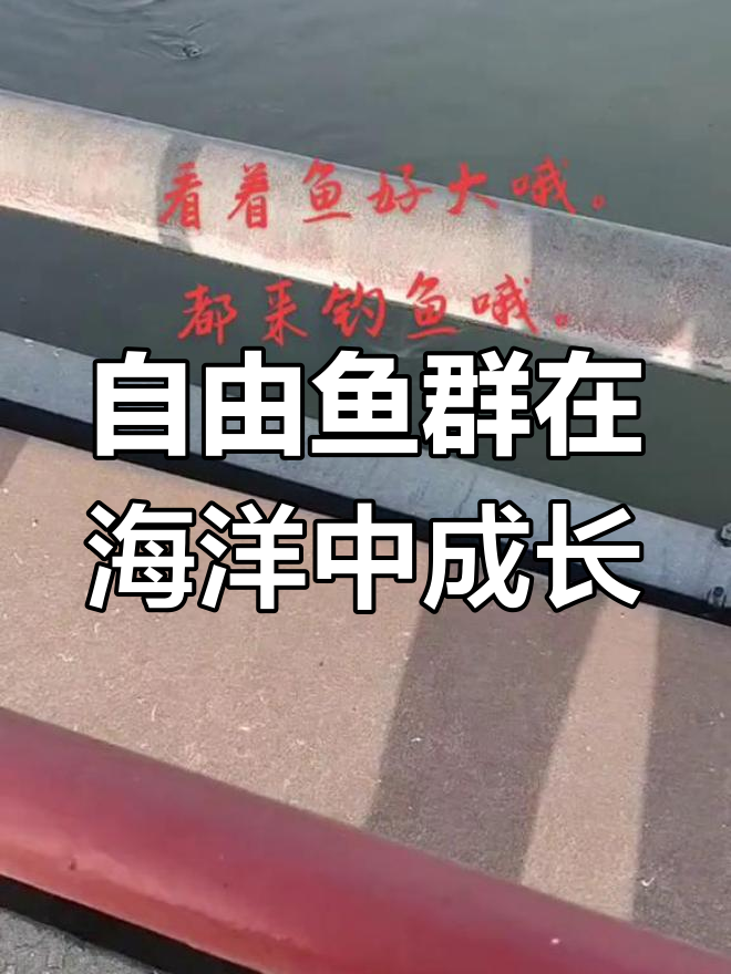 大海中的自由鱼群,江海粮油码头见证生长奇迹