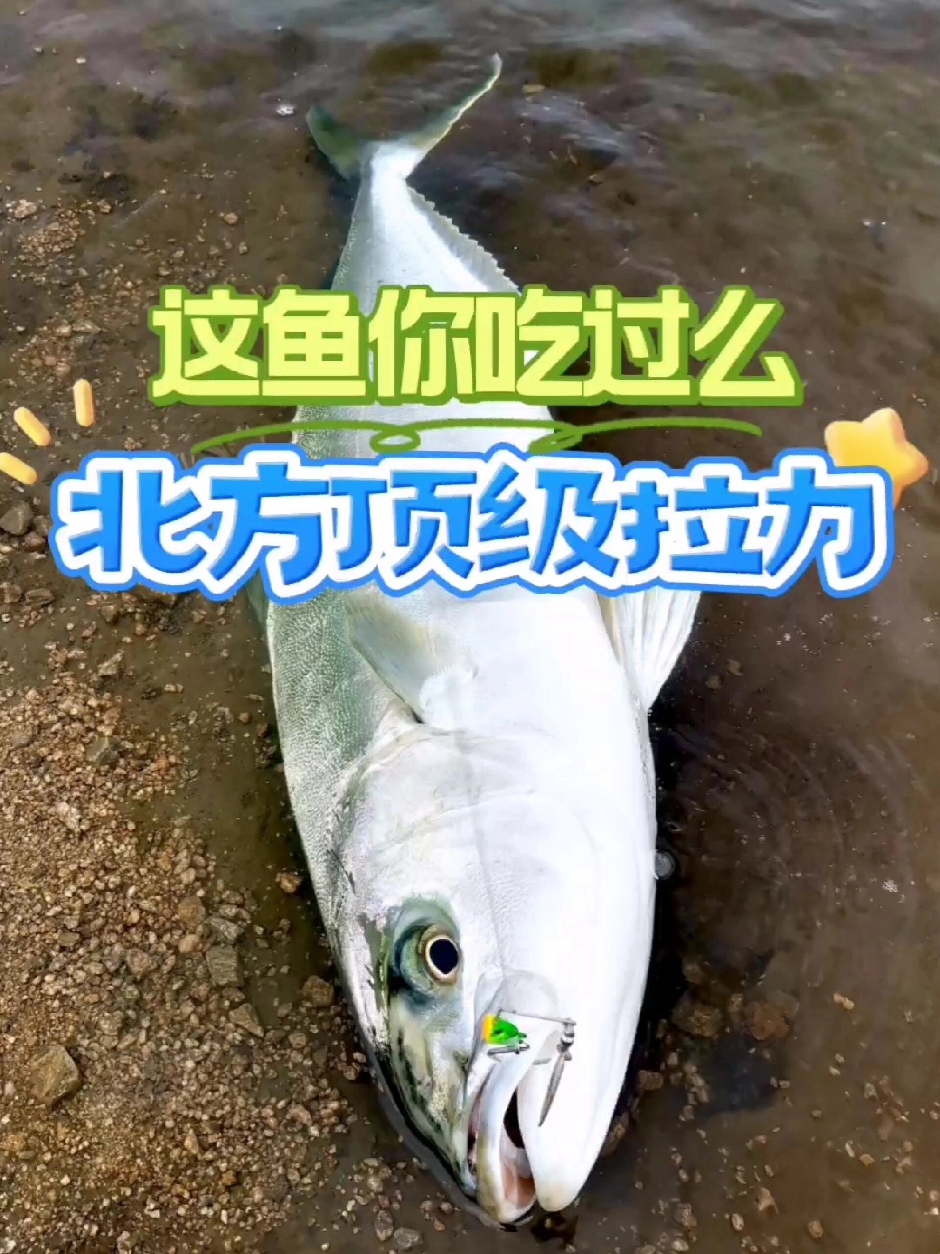 北方路亚天花板路亚黄条鰤黄尖子(二)