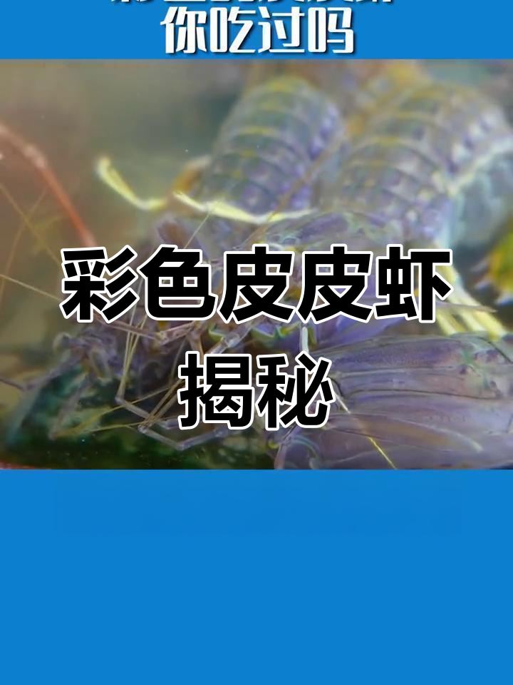 你见过五颜六色的皮皮虾吗?市场上的新奇品种!