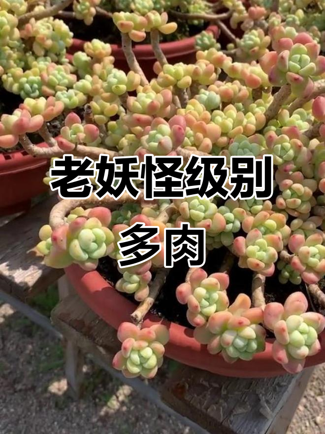 6年老庄罗琦,夏季依旧状态满满,露养效果惊人