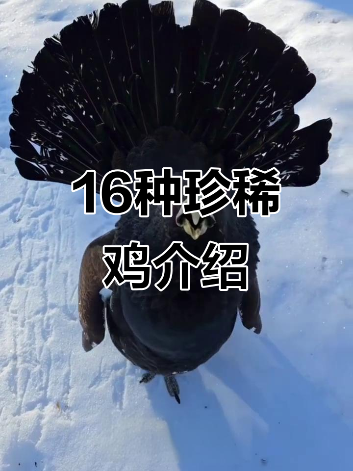 16种奇特鸡类大揭秘,看看你认识几种?