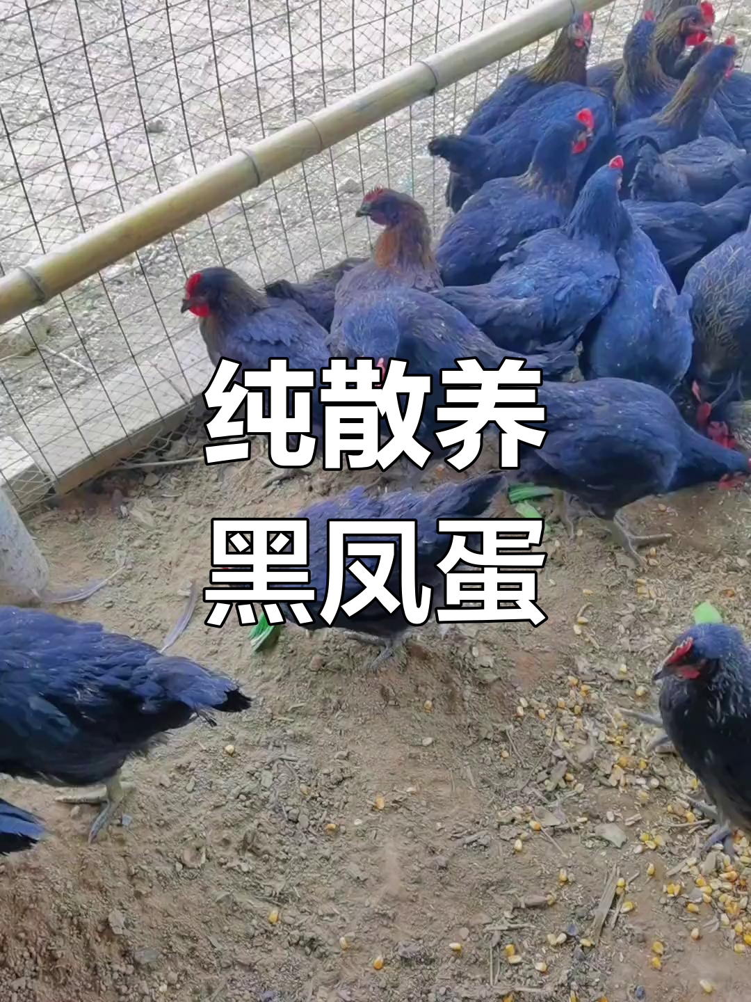 黑凤绿壳蛋鸡,年产300枚,吃五谷杂粮长大