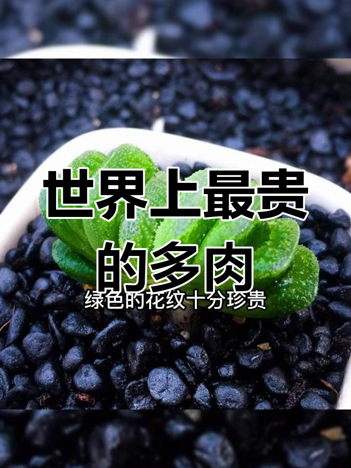 世界最昂贵的五种多肉植物,价格惊人