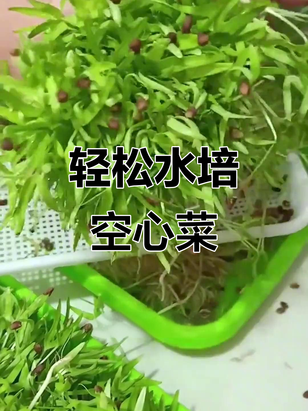 水培空心菜,简单又高效,五天发芽快速收获