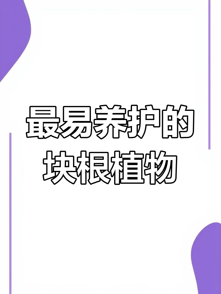 铁甲烷：最值得养的块根多肉，便宜又好养