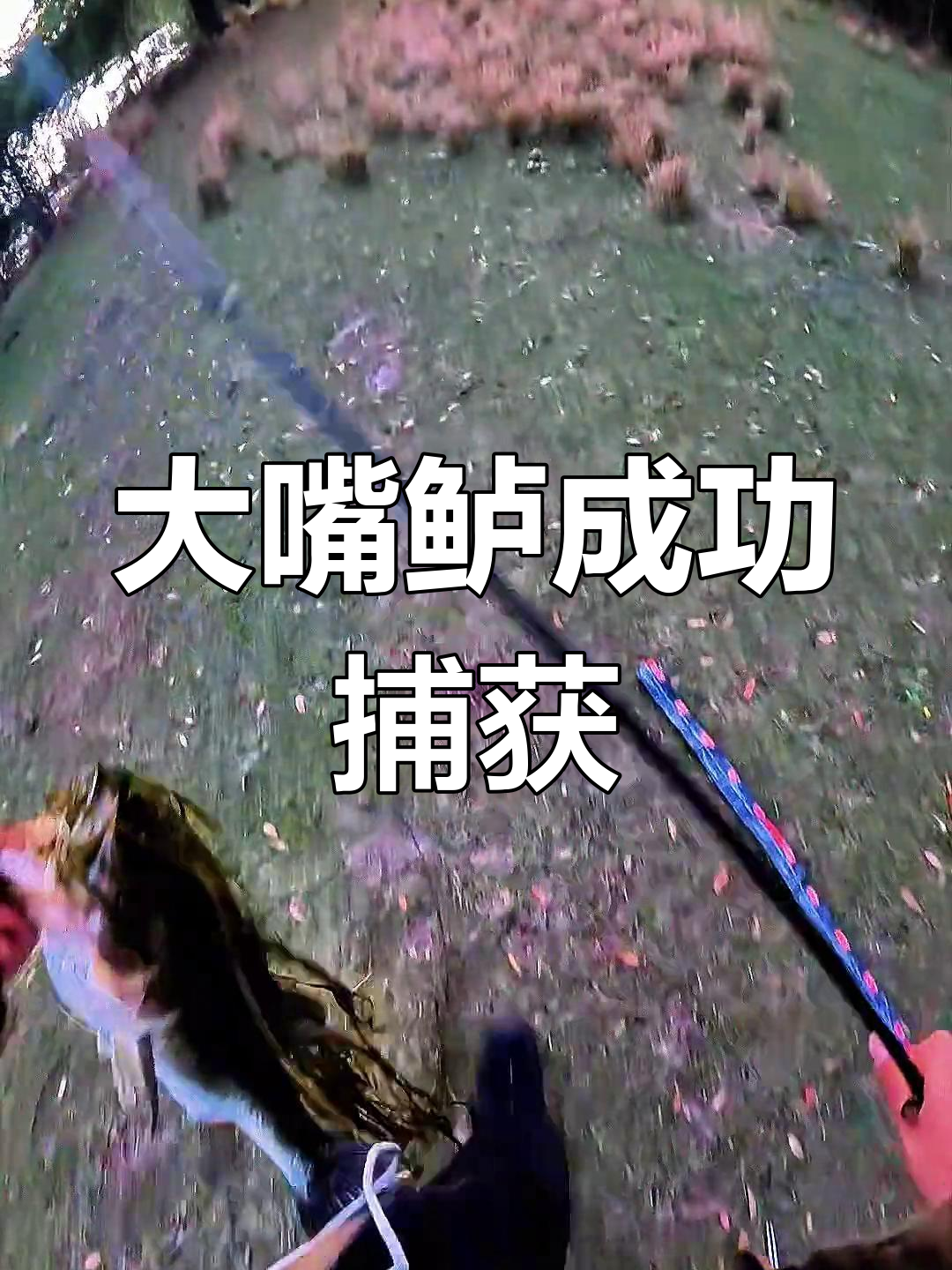 67cm大嘴鲈轻松钓,草间藏鱼惊现!