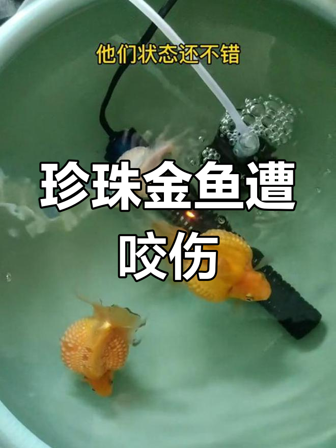 珍珠金鱼与泰湿混养,竟被麒麟咬伤!鳞片能否恢复?