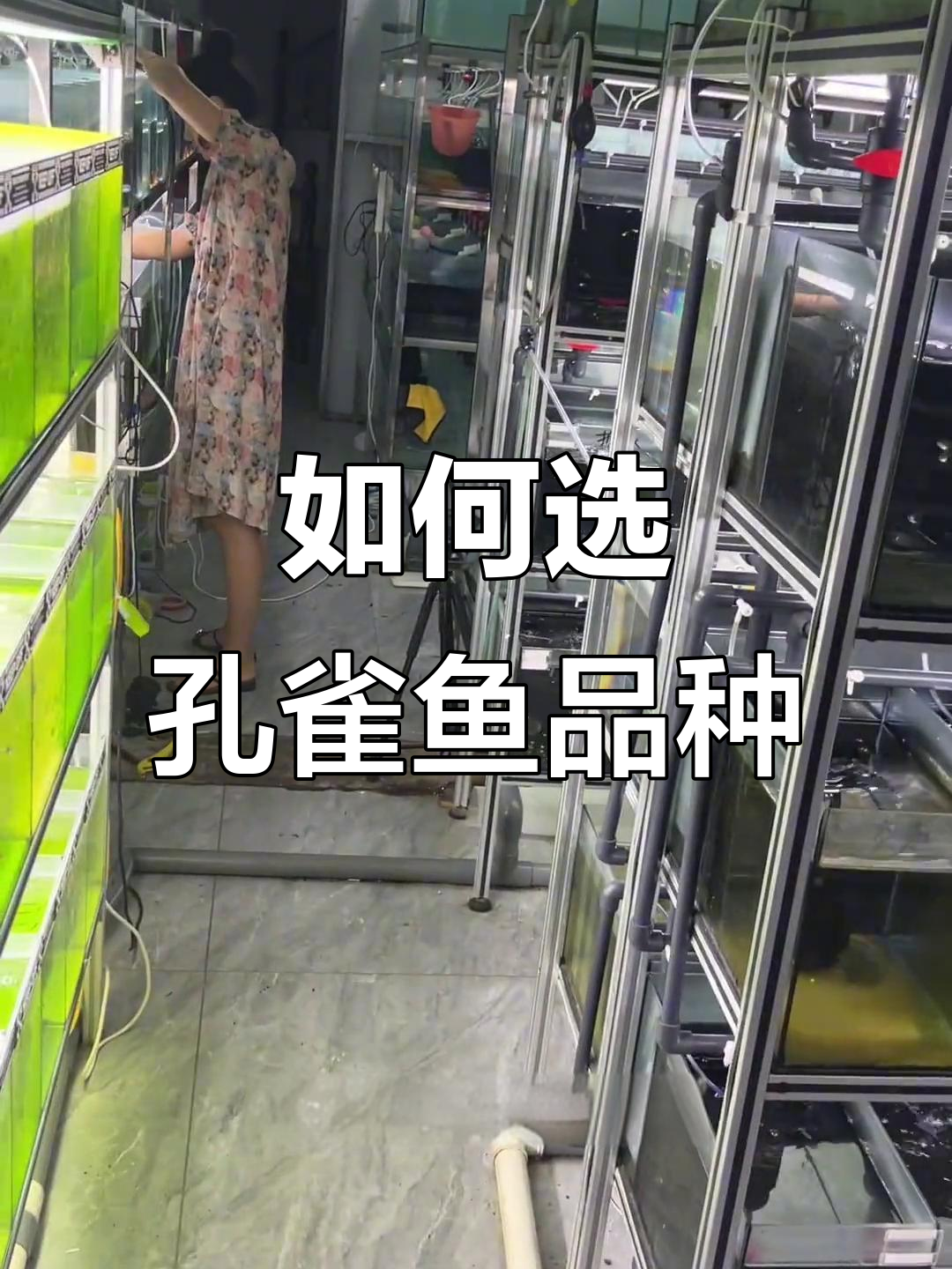 孔雀鱼品种选择指南:如何挑选适合的种鱼