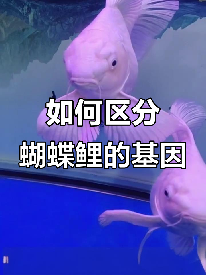 蝴蝶鲤大尾与短背鳍的区别,如何让鱼尾巴更大?
