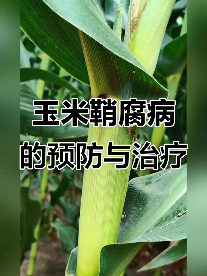 玉米鞘腐病防治全攻略,七到八月份注意这些细节
