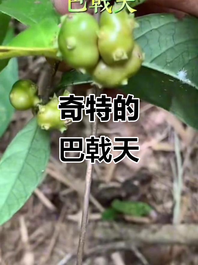 野生巴戟天:像鸡肠一样的奇特植物,你见过吗?