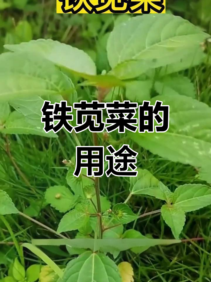 铁苋菜:农村常见草药,功效多