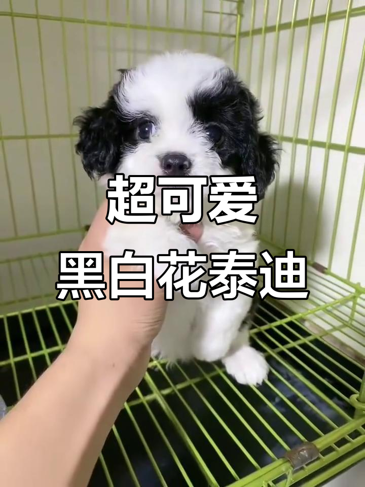 成都黑白花泰迪弟弟,超萌小玩具