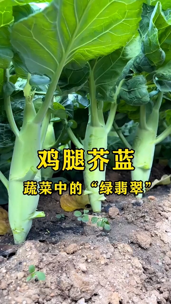 鸡腿芥兰