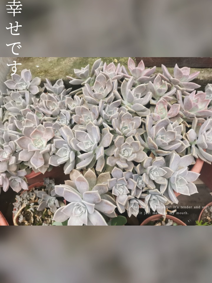 最好养的多肉之一—胧月(宝石花)