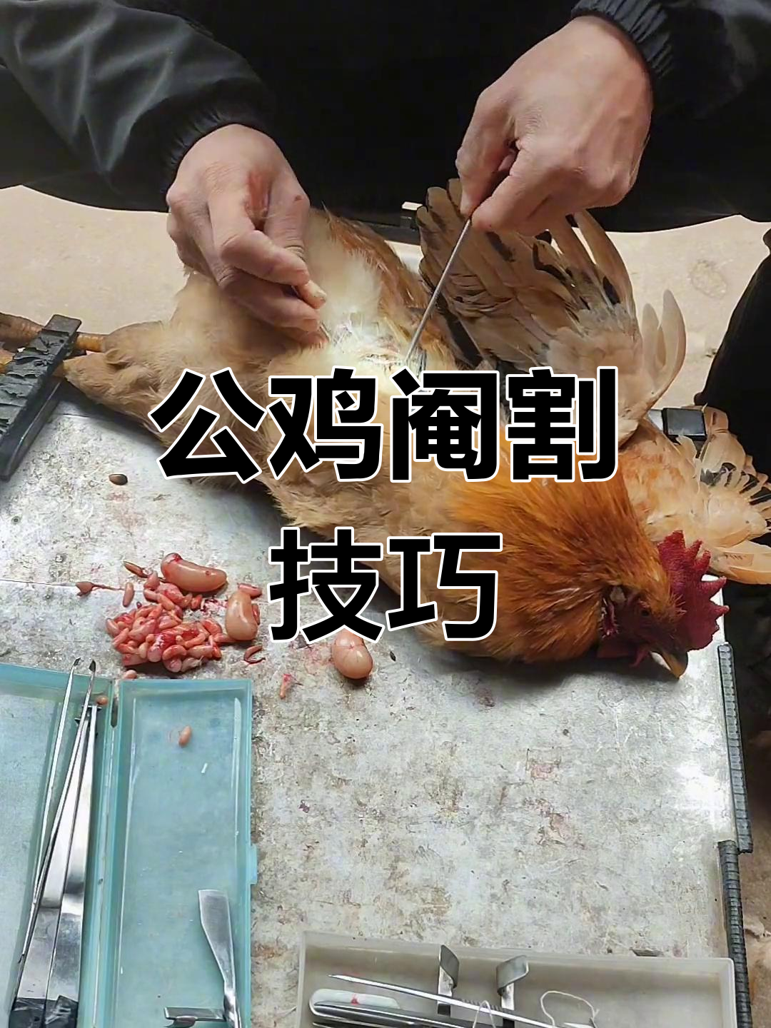 农村阉鸡公的独特技艺:技术活不容小觑