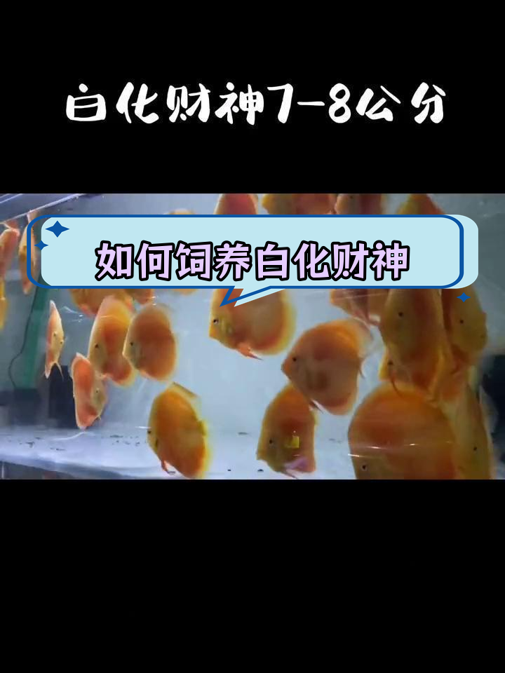 新手养鱼指南:七彩神仙鱼的品种与养护技巧